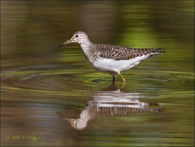 Solitary Sandpiper