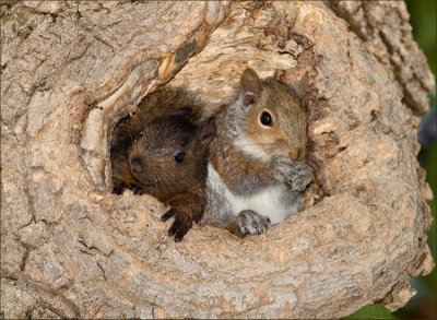 New Baby Squirrels..Uh Oh!!
