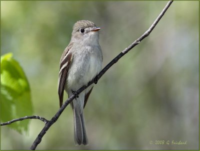 Least Flycatcher Front View