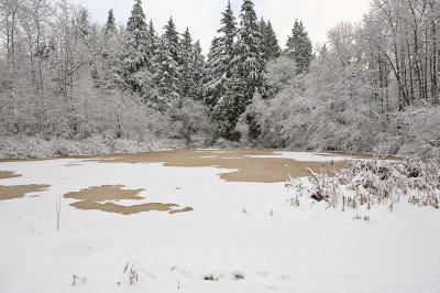 Snow in my Backyard 2008