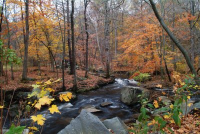 Fall Colors 10-29-08 036.JPG