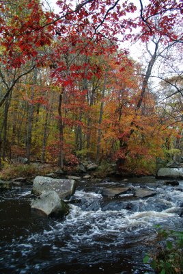Fall Colors 10-29-08 043.JPG