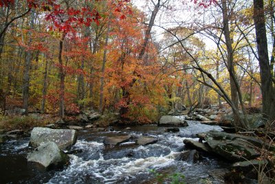 Fall Colors 10-29-08 044.JPG