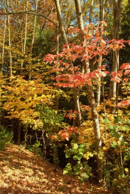 10_18_08 NH 133a.jpg