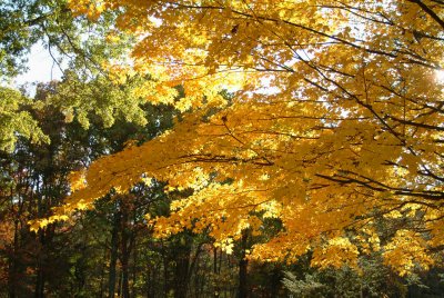 10_18_08 NH 183a.jpg