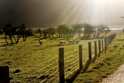 DSC_0288Sheep1.jpg