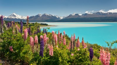 Best of New Zealand
