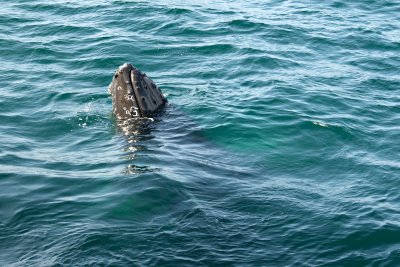 whales