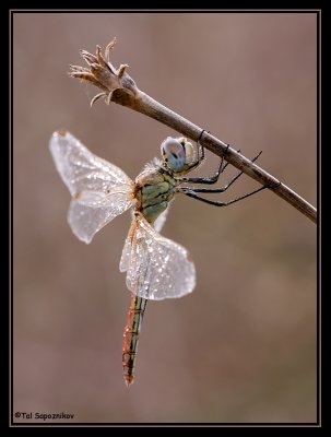 IMG_0397n.jpg