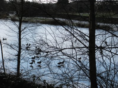 Real ducks