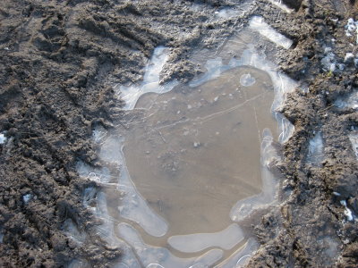 Frozen bog - so much nicer than the alternative