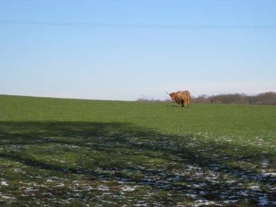 A fine angus