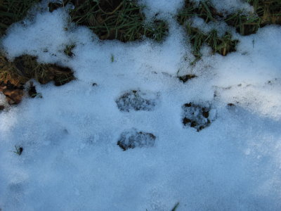 Hare prints