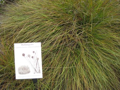 Button grass