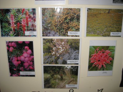 Flower identification at the Visitor's Centre