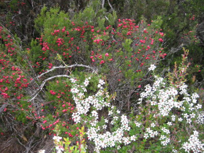 Pink Mountain Berry and Swamp Honey Myrtle?