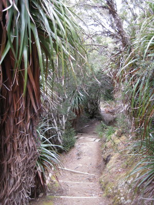 Pandani forest