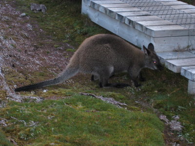 Day 2: Wallaby