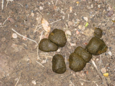 Wombat poop