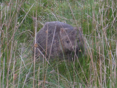 Mister Wombat