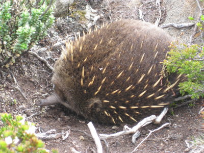 Echidna near the summit of Mount Oakleigh