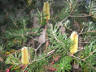 Banksia