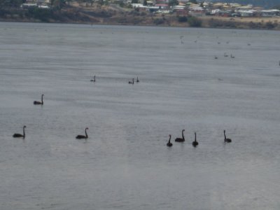 Black swans