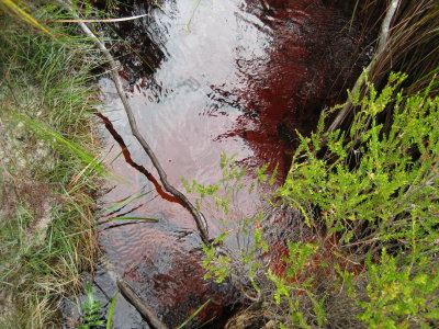 Tea tree stained water