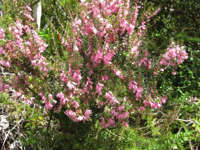 IMG_0906.JPG