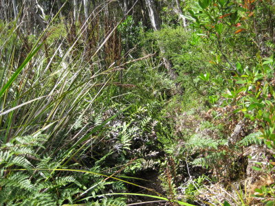 The trail over Point Eric