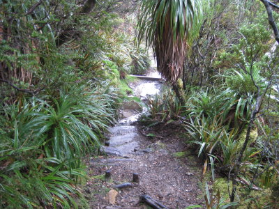 Pandani in the rainforest on the east of the Ironbounds