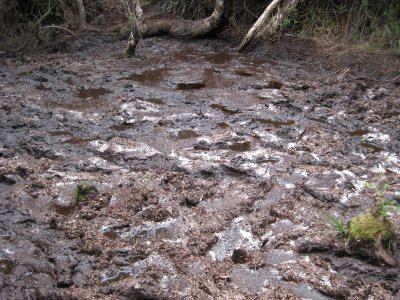 Mud in between Deadmans and Turua Beach