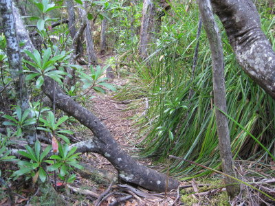 Trail through light Eucalypt Forest