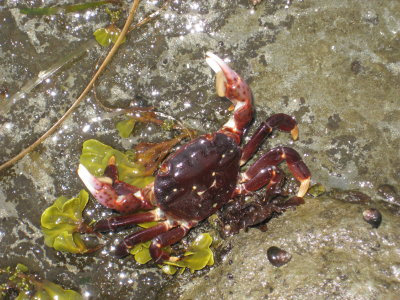 Lots of aggressive small crabs