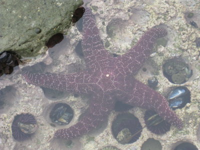 Starfish in the most amazing rock pools