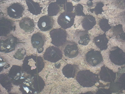 Urchins in rock hueccos