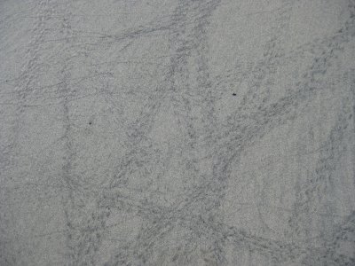 Crab footprints