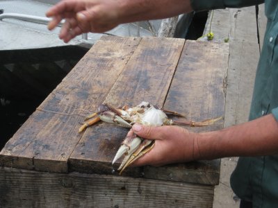 Fresh crab prep