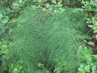 More horsetail