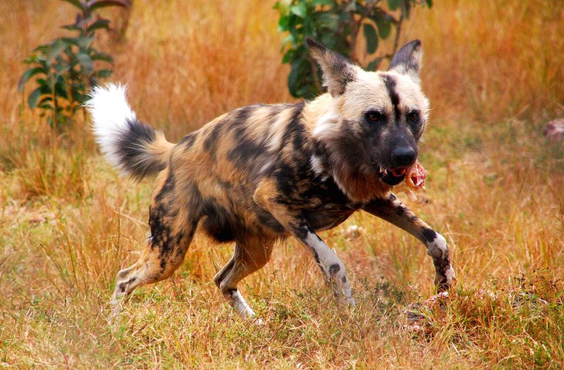 Wild dog on the hunt