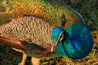 Peacock colours