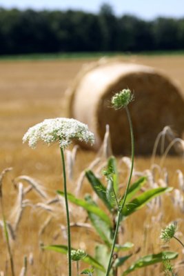 hay with queen anne's lace