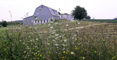 grey barn with flowers