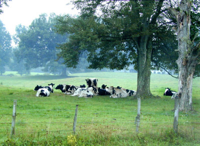 Cows under tree takin' a snooze