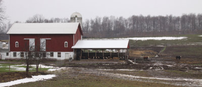 muddy farm with cows