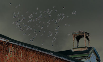 birds on roof_