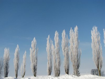 lgance hivernale