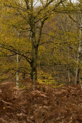 l'automne de Rambouillet