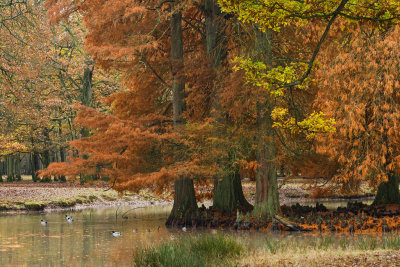 l'automne de Rambouillet