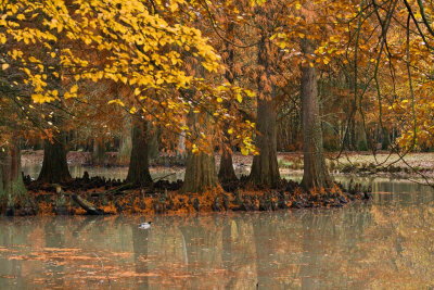 l'automne de Rambouillet